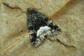 Attēlu rezultāti vaicājumam “Protodeltote pygarga”