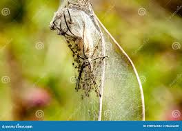 Attēlu rezultāti vaicājumam “Pisaura mirabilis cocoon”