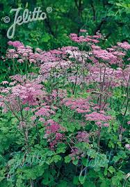 Image result for Heracleum sphondylium