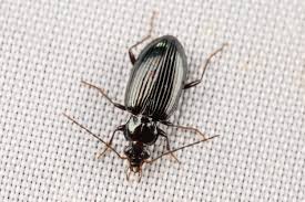 Attēlu rezultāti vaicājumam “Bembidion sp.”