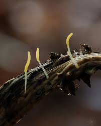 Attēlu rezultāti vaicājumam “Typhula erythropus”