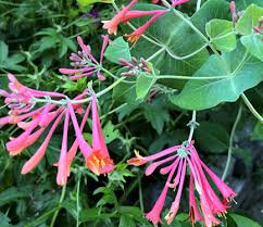 Attēlu rezultāti vaicājumam “Lonicera caerulea var. pallasii flower”