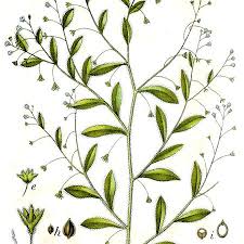 Attēlu rezultāti vaicājumam “Myosotis sparsiflora”