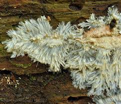 Attēlu rezultāti vaicājumam “Phlebia centrifuga”