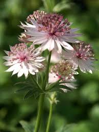 Attēlu rezultāti vaicājumam “Astrantia major flower”