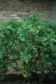 Attēlu rezultāti vaicājumam “Caragana arborescens”