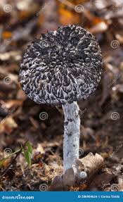 Attēlu rezultāti vaicājumam “Strobilomyces strobilaceus”