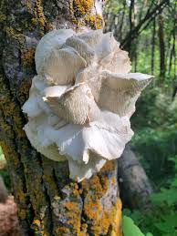 Attēlu rezultāti vaicājumam “Hericium cirrhatum”
