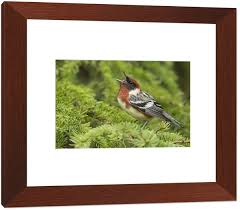 Image result for Dendroica castanea