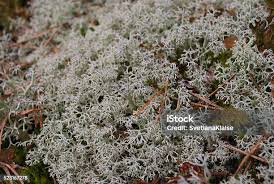 Attēlu rezultāti vaicājumam “Cladonia rangiferina”