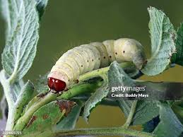 Attēlu rezultāti vaicājumam “Ptilodon capucina larva”