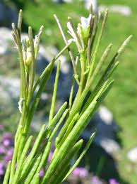 Attēlu rezultāti vaicājumam “Arabis hirsuta flower”