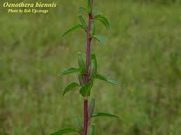 Image result for Oenothera biennis
