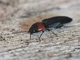 Attēlu rezultāti vaicājumam “Cardiophorus ruficollis”