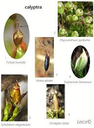 Attēlu rezultāti vaicājumam “Saelania glaucescens sporophyte”