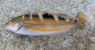 Image result for Halichoeres radiatus