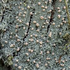 Attēlu rezultāti vaicājumam “Icmadophila ericetorum”