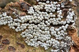 Attēlu rezultāti vaicājumam “Badhamia sp.”