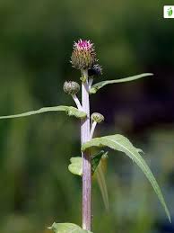 Attēlu rezultāti vaicājumam “Cirsium heterophyllum”