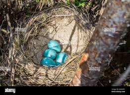 Attēlu rezultāti vaicājumam “Turdus merula eggs”