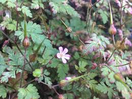 Attēlu rezultāti vaicājumam “Geranium robertianum flower”