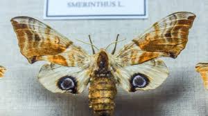 Attēlu rezultāti vaicājumam “Brenthis ino underside”