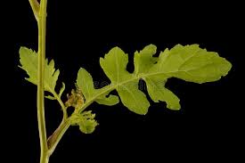 Attēlu rezultāti vaicājumam “Rorippa palustris leaf”