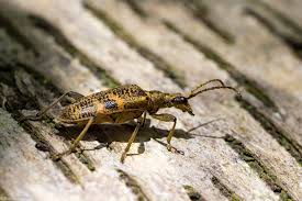 Attēlu rezultāti vaicājumam “Rhagium mordax”