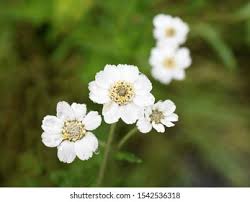 Attēlu rezultāti vaicājumam “Achillea ptarmica leaf”