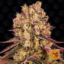 Resultado de imagen para la marihuana channel