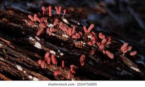 Attēlu rezultāti vaicājumam “Arcyria minuta stalked”