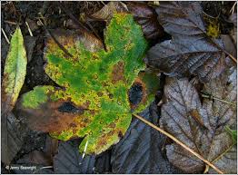 Attēlu rezultāti vaicājumam “Rhytisma acerinum”