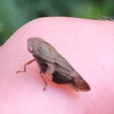 Attēlu rezultāti vaicājumam “Aphrophoridae imago”