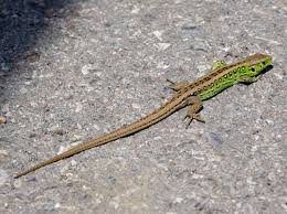 Attēlu rezultāti vaicājumam “Lacerta agilis”