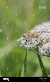 Attēlu rezultāti vaicājumam “Atylotus sp.”