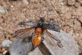 Attēlu rezultāti vaicājumam “Agrypnus murinus”