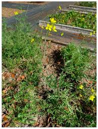 Attēlu rezultāti vaicājumam “Diplotaxis muralis fruit”