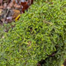 Attēlu rezultāti vaicājumam “Bazzania trilobata”