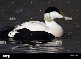 Attēlu rezultāti vaicājumam “Somateria mollissima juvenile”