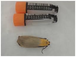 Attēlu rezultāti vaicājumam “Lithosia quadra male”