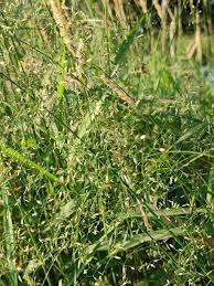 Attēlu rezultāti vaicājumam “Poa angustifolia”