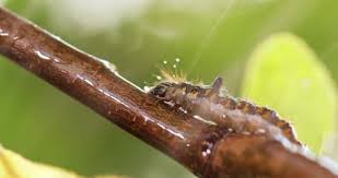 Attēlu rezultāti vaicājumam “Euproctis similis larva”
