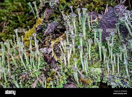 Attēlu rezultāti vaicājumam “Cladonia pyxidata”