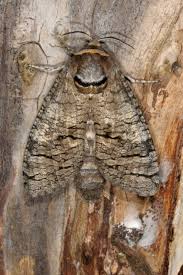 Attēlu rezultāti vaicājumam “Cossus cossus”