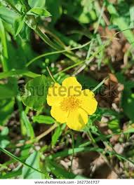 Attēlu rezultāti vaicājumam “Helianthemum nummularium”