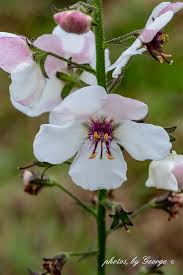 Image result for Verbascum blattaria