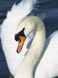 Attēlu rezultāti vaicājumam “Cygnus olor”