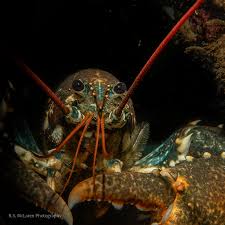 Image result for Homarus gammarus