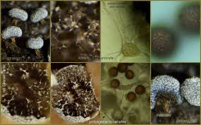 Attēlu rezultāti vaicājumam “Physarum leucophaeum”