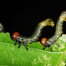Attēlu rezultāti vaicājumam “Argidae larva”